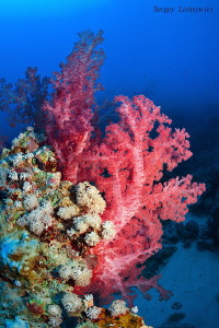 Dendronephthya by Sergey Lisitsyn 